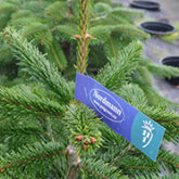 Kirstineberg dyrker juletræer med god rod i et pot-in-pot system. Det bon’er ud på bæredygtighedsparametre. Få historien i GTs julenummer, der er lige på trapperne.